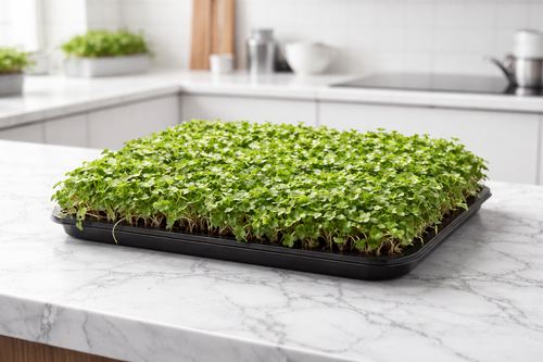 Microgreens vivos Rabanito y variedades 250 g HORECA (compra ahora y recibe en hasta 14 días en Santiago)