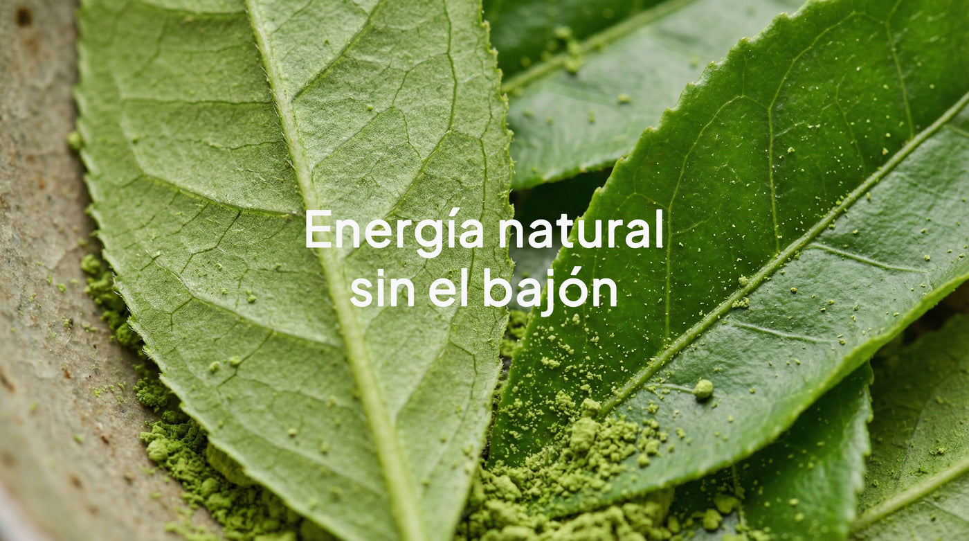 BEST SELLER - ENERGÍA - Matcha japonés con melena de león 60 gramos