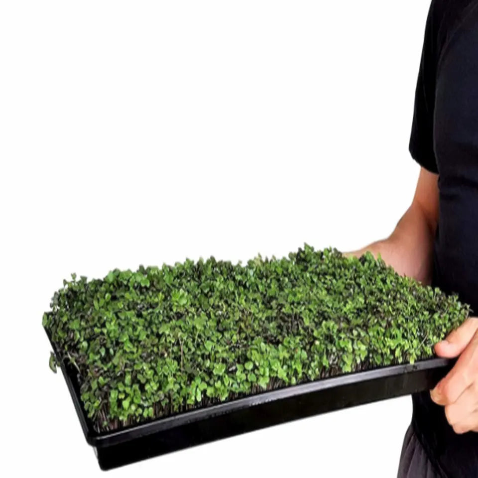 Bandeja Microgreen 1020 - con agujeros